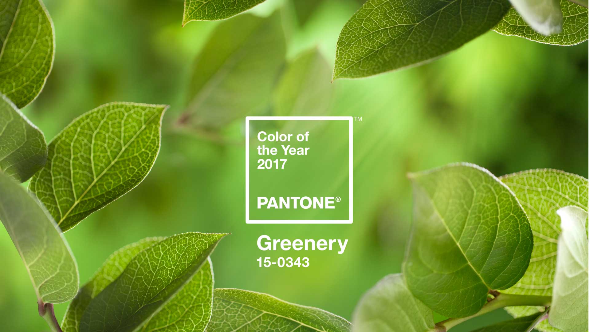 Cor do ano 2017: PANTONE Greenery 15-0343