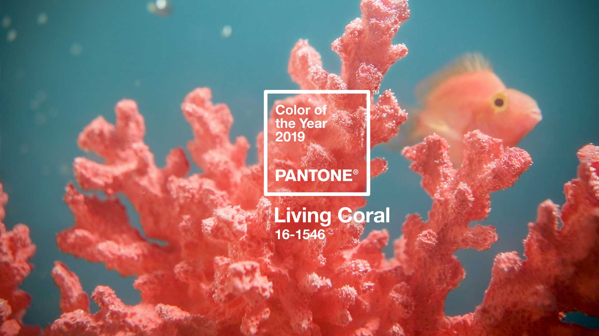 Cor do ano 2019: PANTONE Living Coral 16-1546